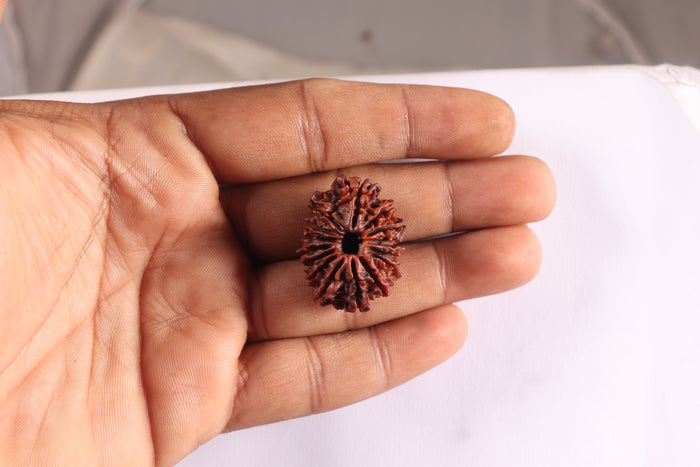 15 Mukhi Rudraksha from Nepal - Bead No. 22