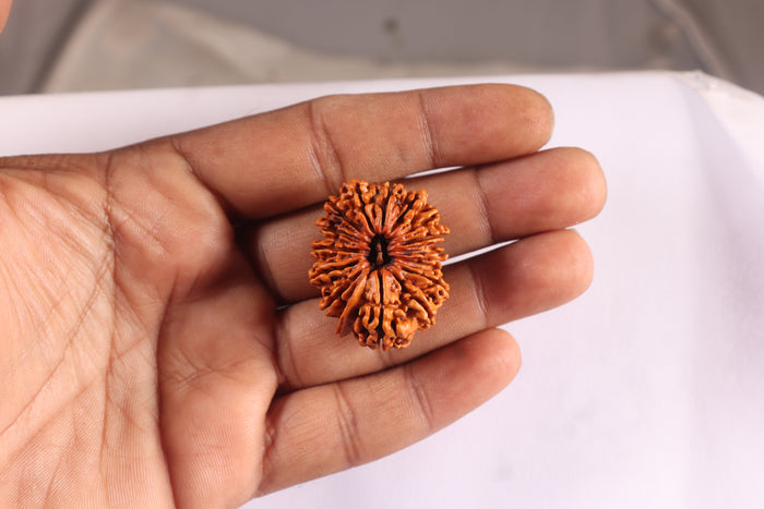 15 Mukhi Ganesha Rudraksha from Nepal - Bead No. 23