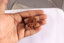 Load image into Gallery viewer, 15 Mukhi Rudraksha from Nepal - Bead No. 31
