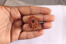 Load image into Gallery viewer, 15 Mukhi Rudraksha from Nepal - Bead No. 40
