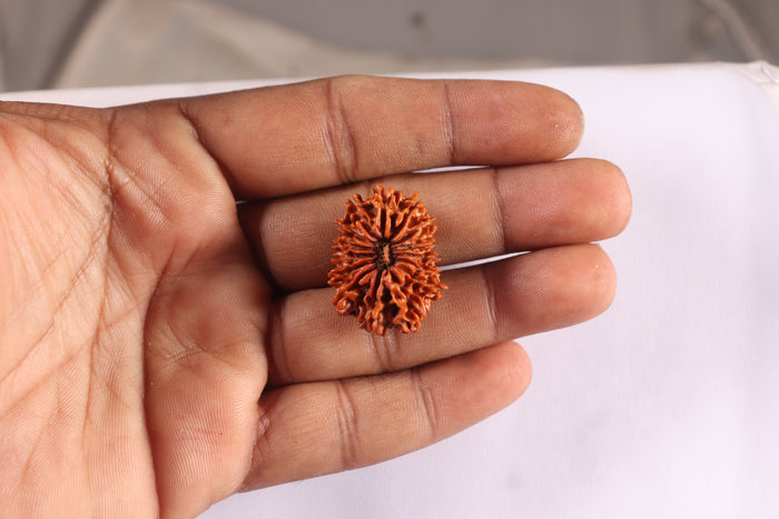 15 Mukhi Rudraksha from Nepal - Bead No. 64