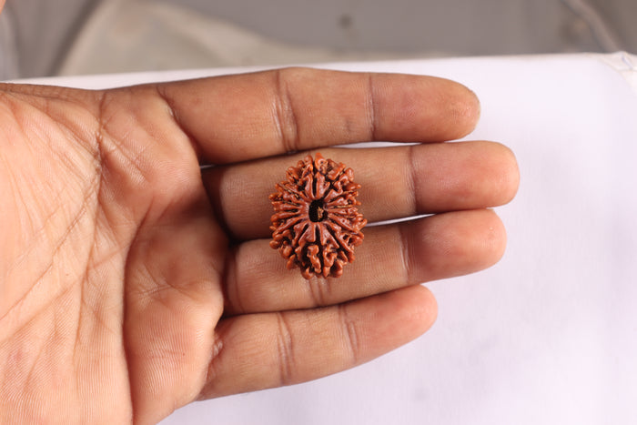 15 Mukhi Rudraksha from Nepal - Bead No. 71