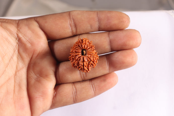 15 Mukhi Rudraksha from Nepal - Bead No. 75