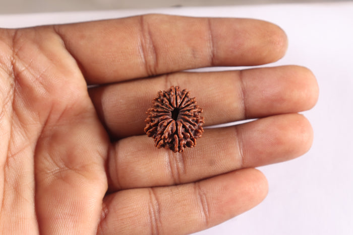 15 Mukhi Rudraksha from Nepal - Bead No. 84