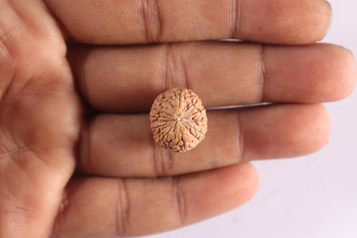 10 Mukhi Rudraksha from Indonesia - Bead No. 1