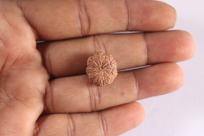 9 Mukhi Rudraksha from Indonesia - Bead No. 2