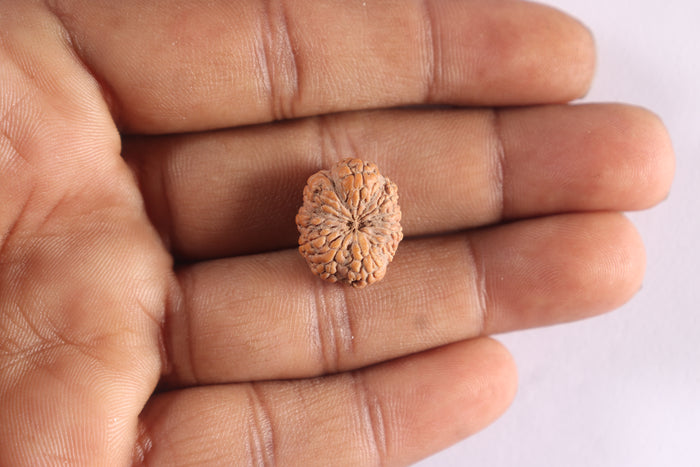 10 Mukhi Rudraksha from Indonesia - Bead No. 3