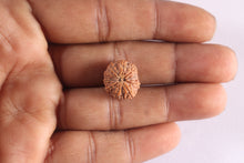 Load image into Gallery viewer, 11 Mukhi Indonesian Rudraksha - Bead No. 4

