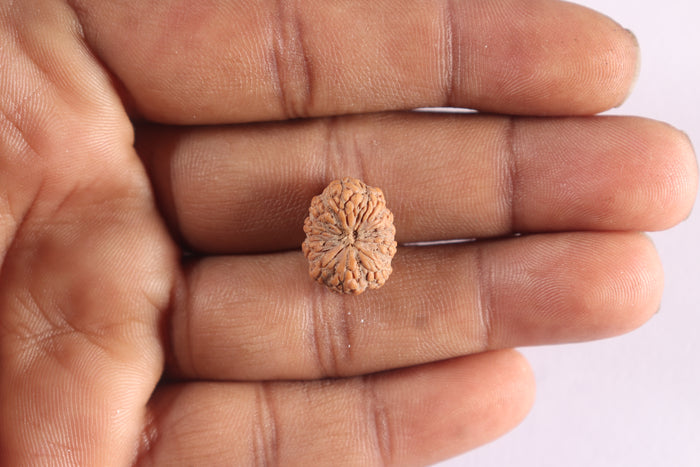 10 Mukhi Rudraksha from Indonesia - Bead No. 5