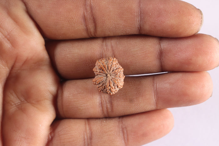 10 Mukhi Rudraksha from Indonesia - Bead No. 6