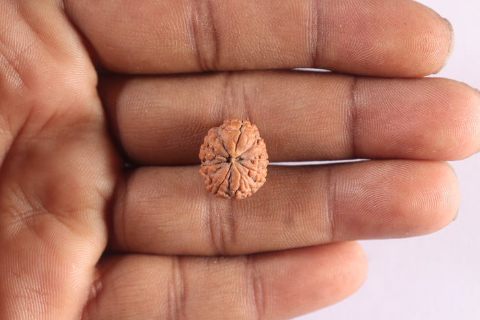 9 Mukhi Rudraksha from Indonesia - Bead No. 7