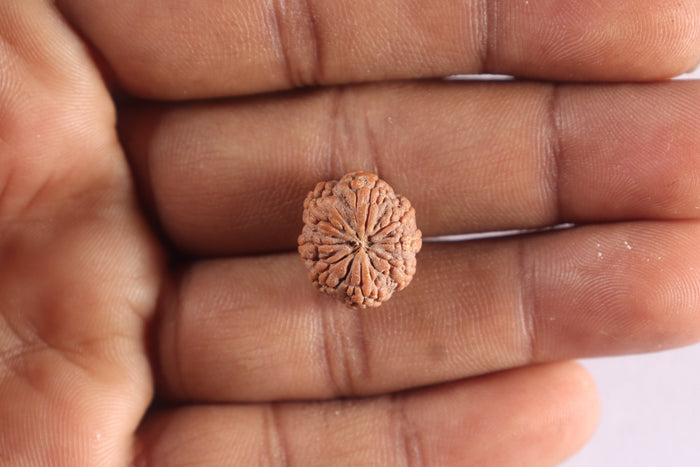 8 Mukhi Rudraksha from Indonesia - Bead No. 8