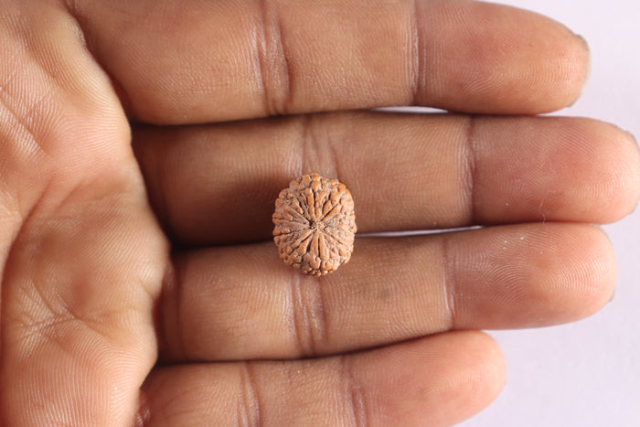 10 Mukhi Rudraksha from Indonesia - Bead No. 10