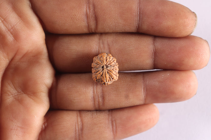 10 Mukhi Rudraksha from Indonesia - Bead No. 11