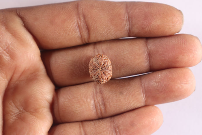 9 Mukhi Rudraksha from Indonesia - Bead No. 13