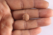 Load image into Gallery viewer, 9 Mukhi Rudraksha from Indonesia - Bead No. 14
