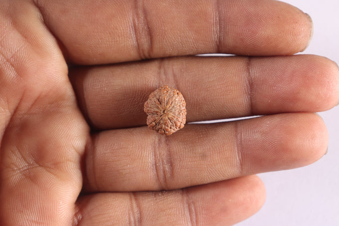 9 Mukhi Rudraksha from Indonesia - Bead No. 14