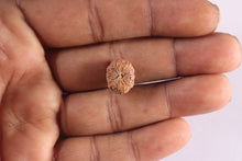 Load image into Gallery viewer, 10 Mukhi Rudraksha from Indonesia - Bead No. 16
