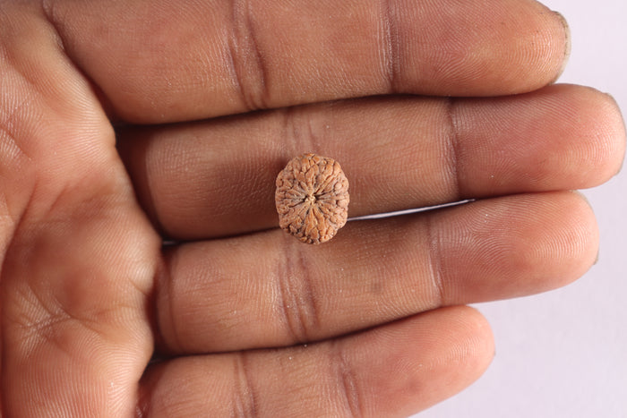 10 Mukhi Rudraksha from Indonesia - Bead No. 16