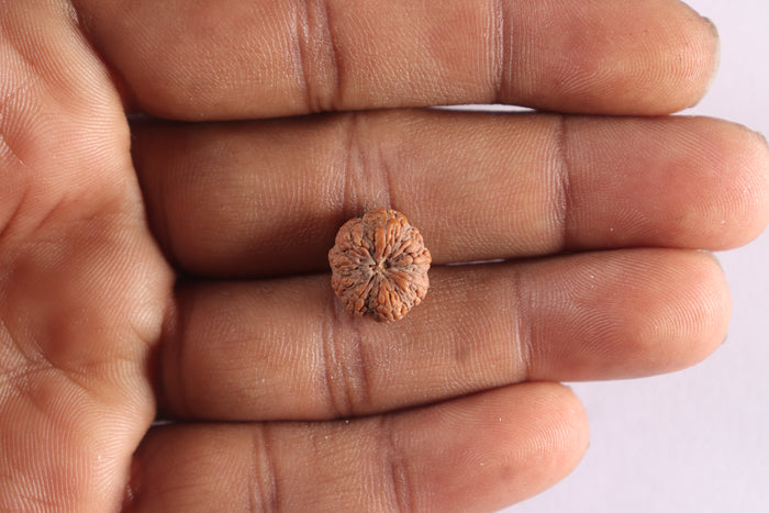 8 Mukhi Rudraksha from Indonesia - Bead No. 17