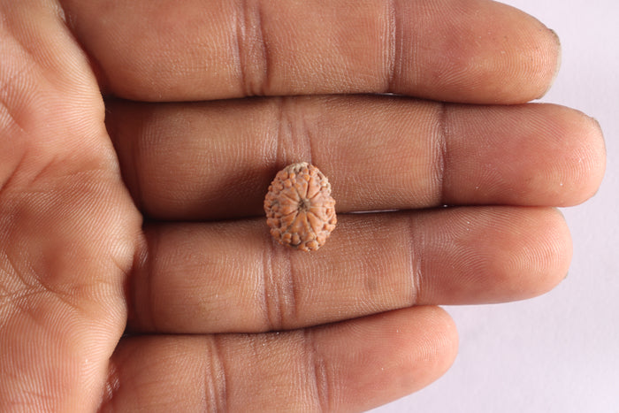 10 Mukhi Rudraksha from Indonesia - Bead No. 19