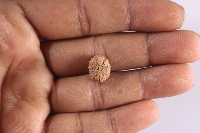 10 Mukhi Rudraksha from Indonesia - Bead No. 20