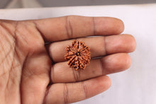 Load image into Gallery viewer, 9 Mukhi Nepalese Rudraksha - Bead No. 472
