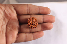 Load image into Gallery viewer, 9 Mukhi Nepalese Rudraksha - Bead No. 473
