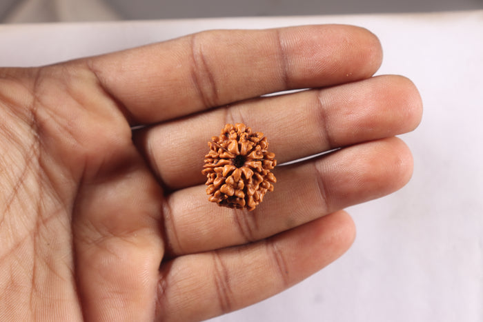 9 Mukhi Nepalese Rudraksha - Bead No. 475