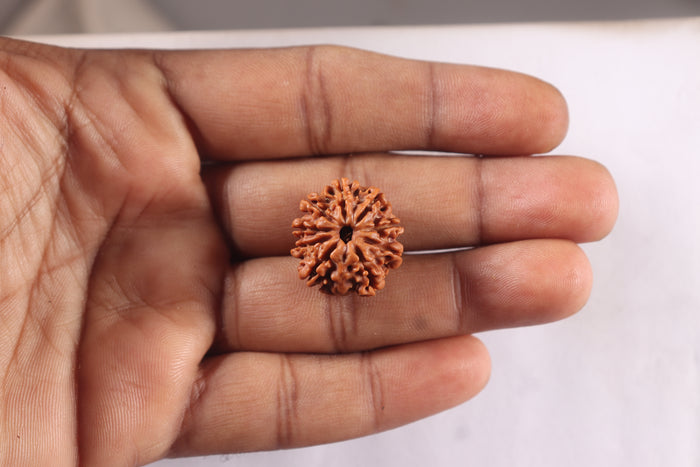 9 Mukhi Nepalese Rudraksha - Bead No. 476