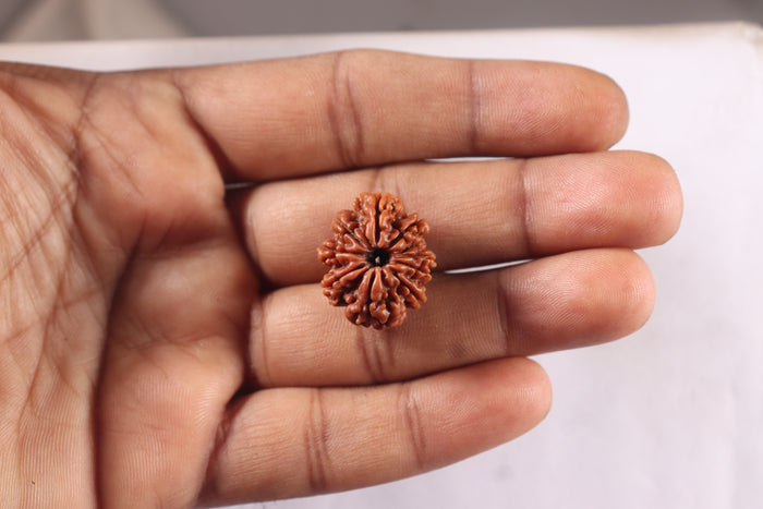 9 Mukhi Nepalese Rudraksha - Bead No. 477