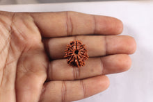 Load image into Gallery viewer, 9 Mukhi Nepalese Rudraksha - Bead No. 480
