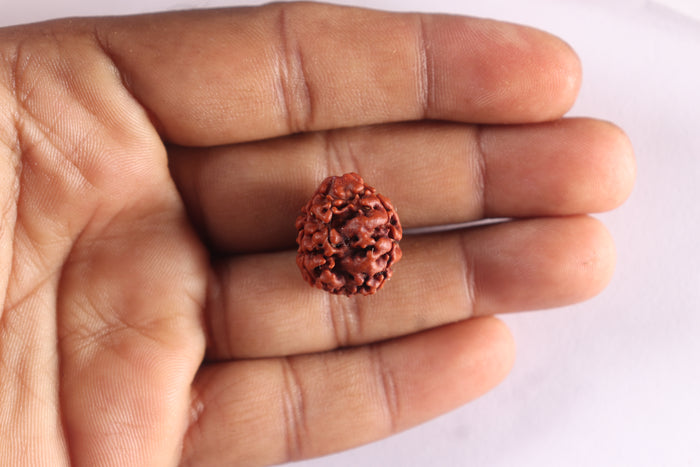 3 Mukhi Rudraksha from Nepal - Bead No. 433