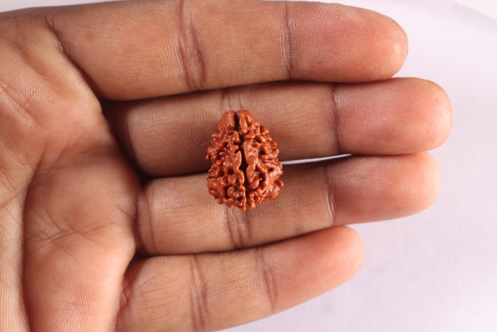3 Mukhi Rudraksha from Nepal - Bead No. 434