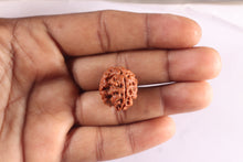 Load image into Gallery viewer, 3 Mukhi Rudraksha from Nepal - Bead No. 436
