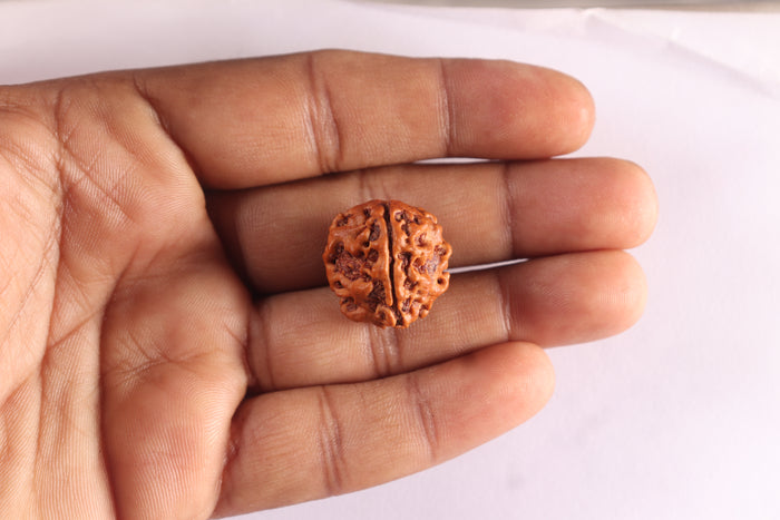 3 Mukhi Rudraksha from Nepal - Bead No. 437