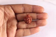 Load image into Gallery viewer, 3 Mukhi Rudraksha from Nepal - Bead No. 438
