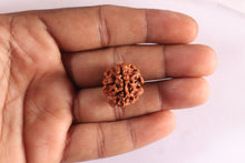 Load image into Gallery viewer, 3 Mukhi Rudraksha from Nepal - Bead No. 441
