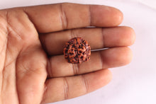 Load image into Gallery viewer, 3 Mukhi Rudraksha from Nepal - Bead No. 442
