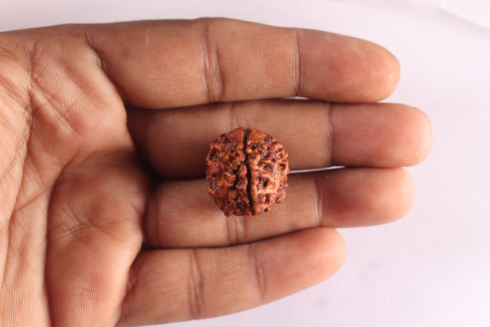 3 Mukhi Rudraksha from Nepal - Bead No. 444