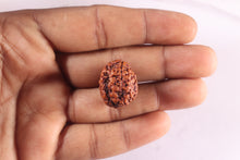 Load image into Gallery viewer, 3 Mukhi Rudraksha from Nepal - Bead No. 445

