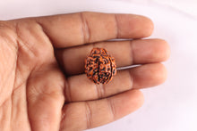 Load image into Gallery viewer, 3 Mukhi Rudraksha from Nepal - Bead No. 446
