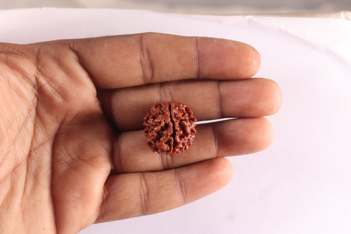 3 Mukhi Rudraksha from Nepal - Bead No. 447