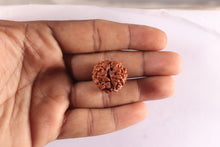 Load image into Gallery viewer, 3 Mukhi Rudraksha from Nepal - Bead No. 449
