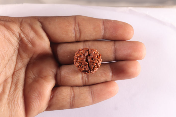 3 Mukhi Rudraksha from Nepal - Bead No. 449