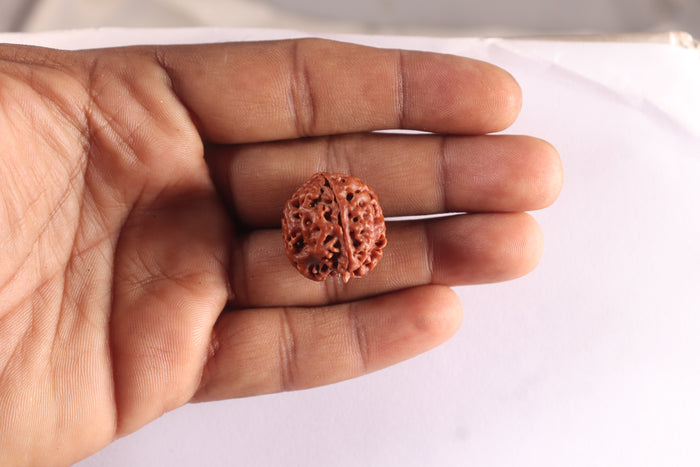 3 Mukhi Rudraksha from Nepal - Bead No. 450