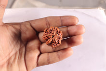Load image into Gallery viewer, Nepalese Ganesh Rudraksha - Bead No. 311

