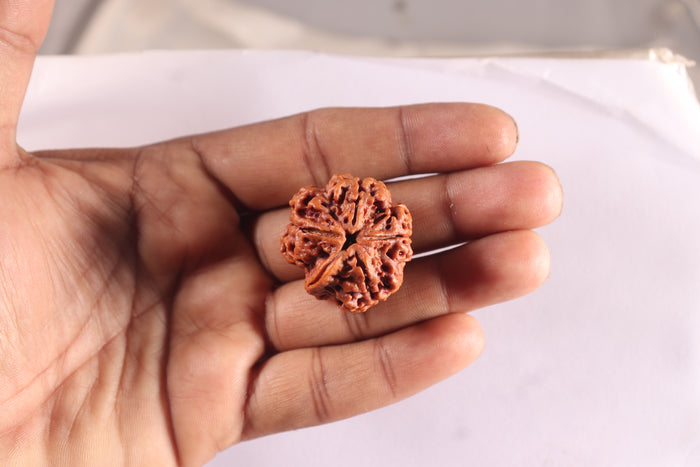 Nepalese Ganesh Rudraksha - Bead No. 311