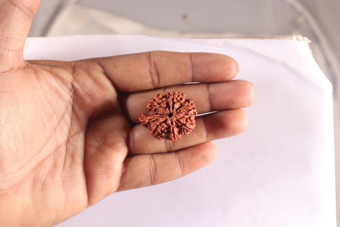 Nepalese Ganesh Rudraksha - Bead No. 312