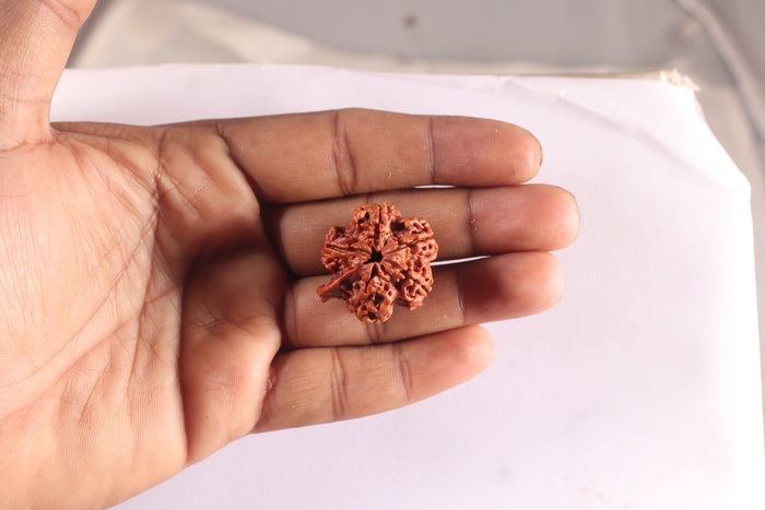 Nepalese Ganesh Rudraksha - Bead No. 314